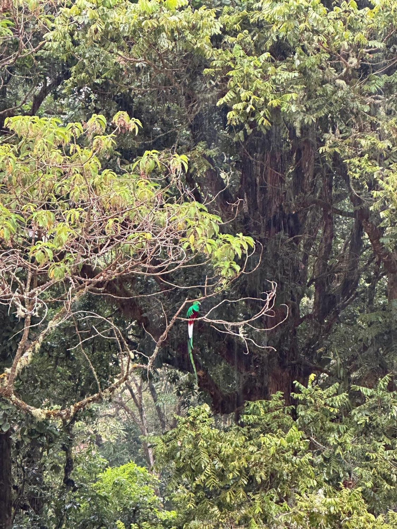 Entre Arboles