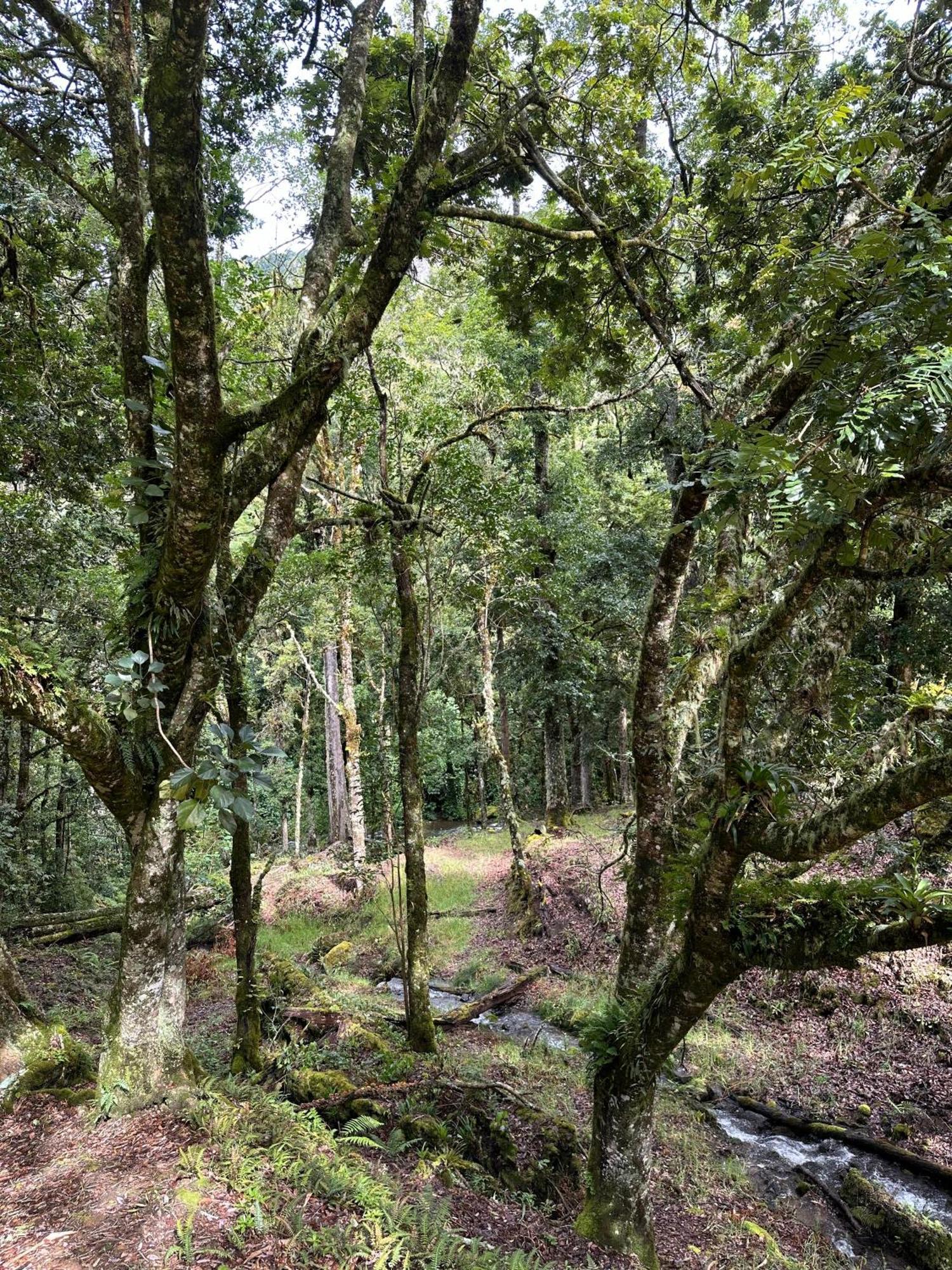 Entre Arboles * San Gerardo de Dota