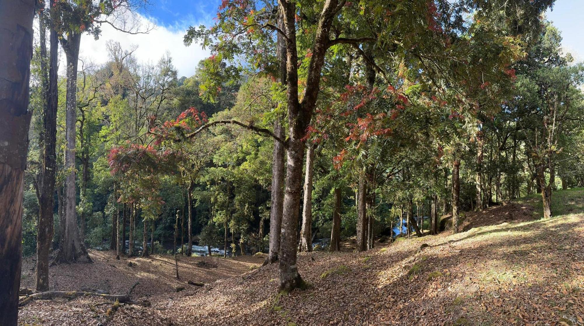 Entre Arboles Chalet