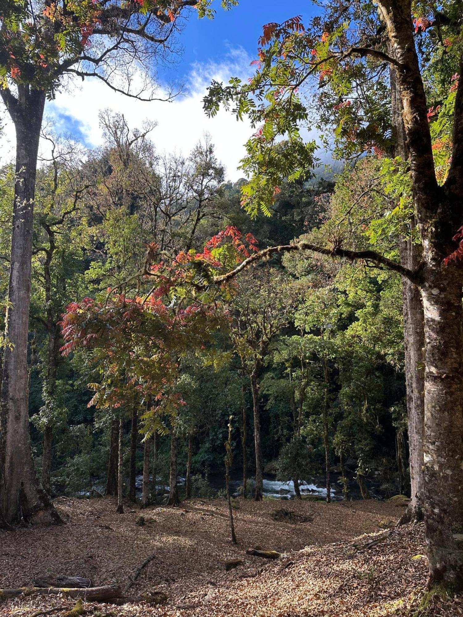 Chalet Entre Arboles *