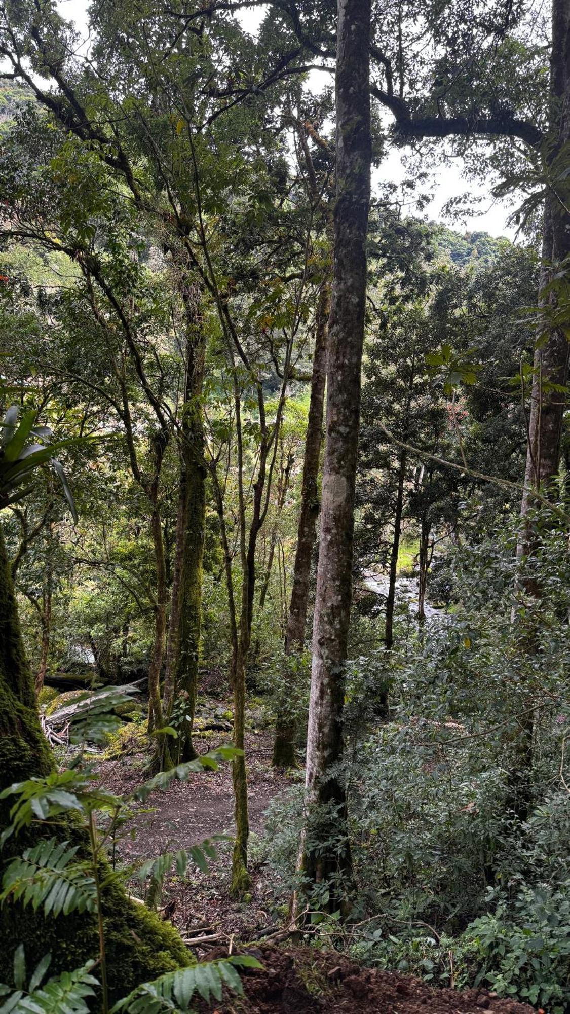 Entre Arboles Chalet